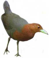 red necked crake from cape tribulation in north queensland
