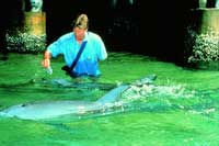 brisbane moreton island dolphins