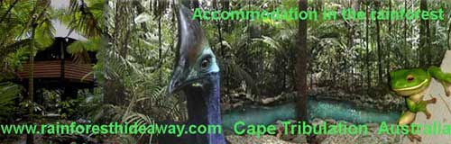 cape tribulation bed and breakfast accommodation in daintree north queensland