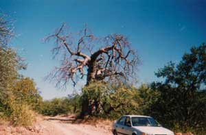 boabab tree