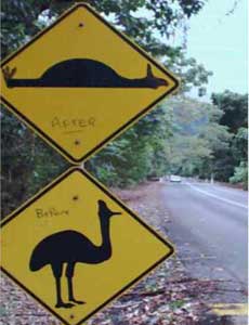 cassowary warning sign at cape tribulation