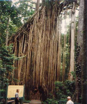strangler fig , the famous curtain tree fig in the atherton tablelands north queensland