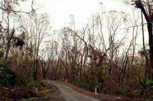cyclone larry damage to the rainforest