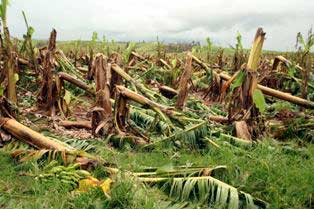 banana crops knocked down by cyclone larry