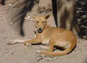 the dingo lives in the outback of mainly queensland, northern territory and west australia