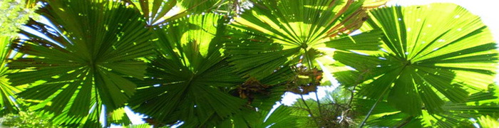 amazing trees in australia licuala fan palms