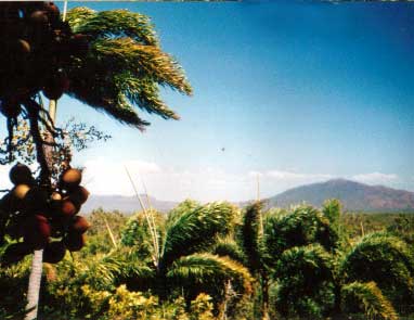 foxtail palms in cape melville