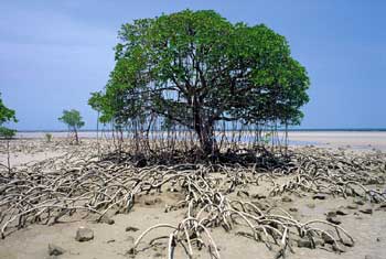 mangrove on beach magnetic island