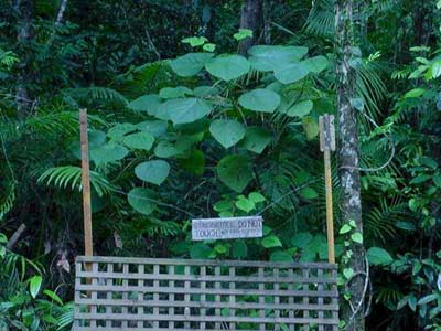 stinging tree at rainforest hideaway B&B accommodation in cape tribulation north queensland