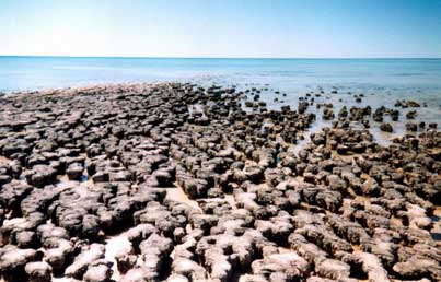 stromatolites on the west australia coast