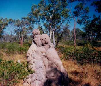 termite mound on border of queensland and northern territory