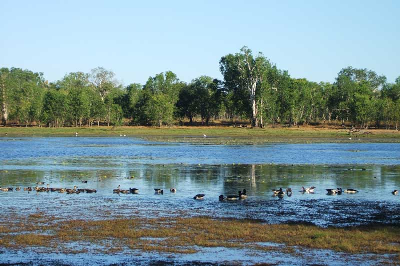 wetlands in kakadu national park