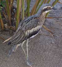 curlew on magnetic island