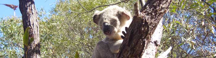 the koala lives in south australia, victoria, new  south wales,  tasmania and queensland