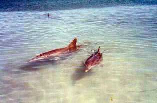 dolphins in monkey mia shark bay