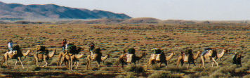 camel safari outback australia
