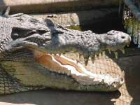 crocodile darwin northern territory